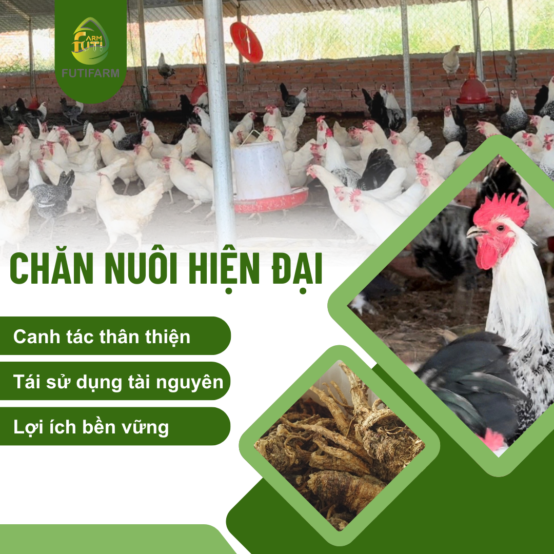 chăn nuôi hiện đại